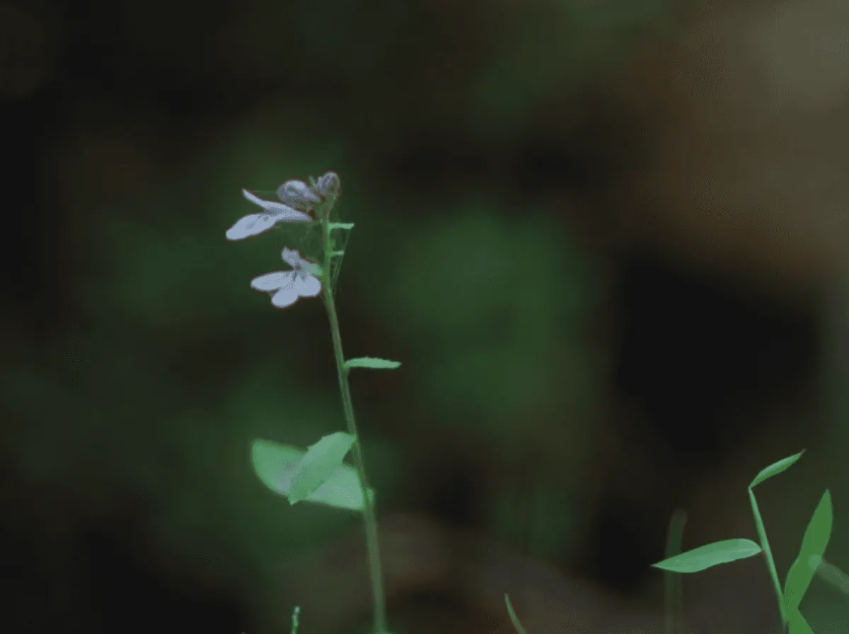 A single purple wildflower in dark forest light.